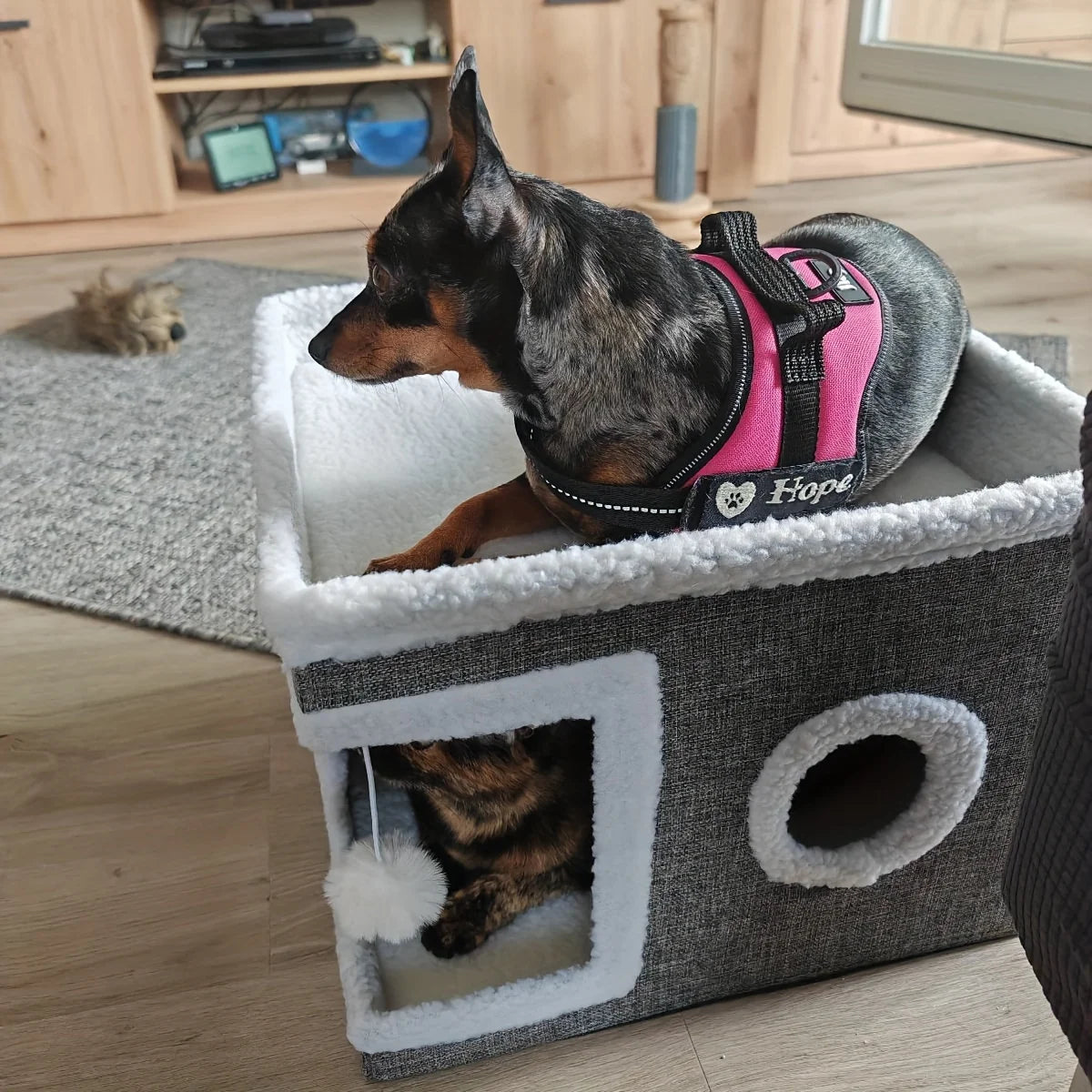 🏡 4-Season Premium Cat House