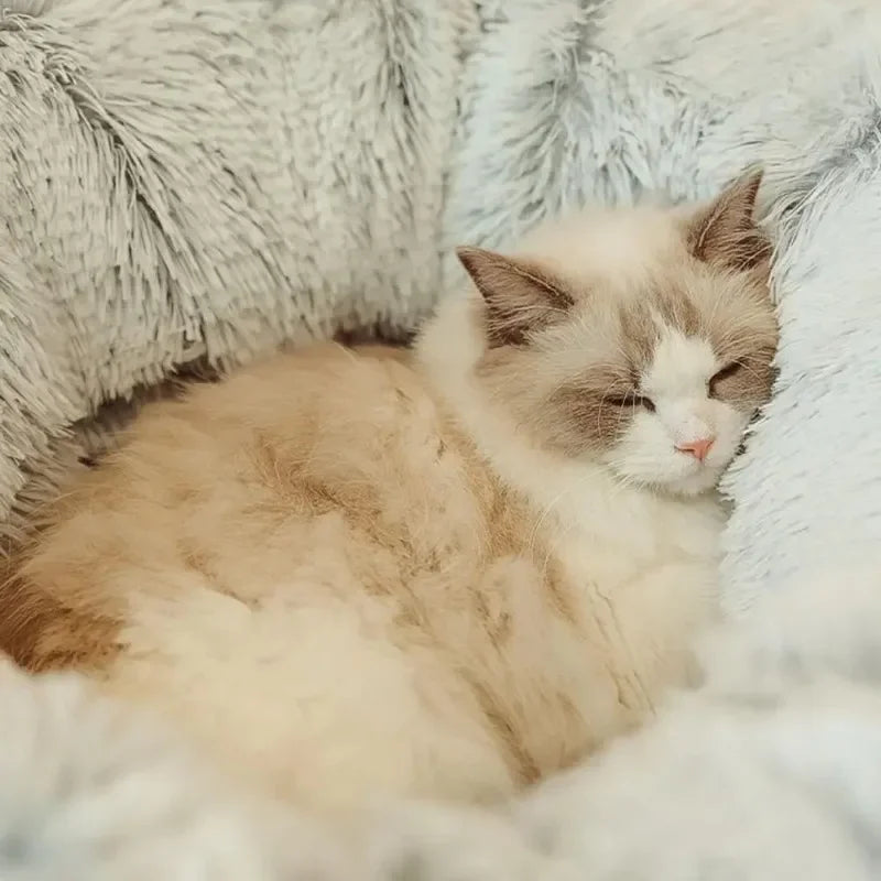 Dream Den – 2-in-1 Cat Bed and Tunnel